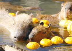 伊豆シャボテン動物公園