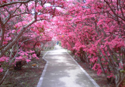 小室山ツツジ祭